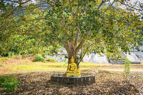 大方風水算命 評論|BODHI TREE 